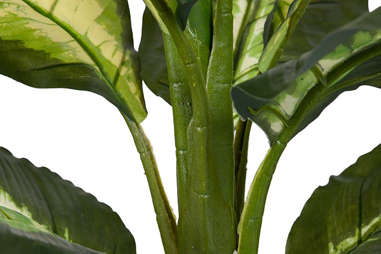 Dieffenbachia pontilhou 55x55x100 cm