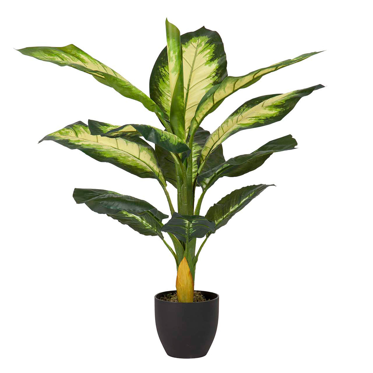Dieffenbachia pontilhou 55x55x100 cm