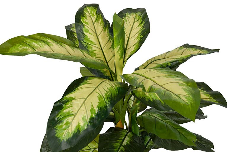 Dieffenbachia Planta pontilhada com maconha 55x55x130cm