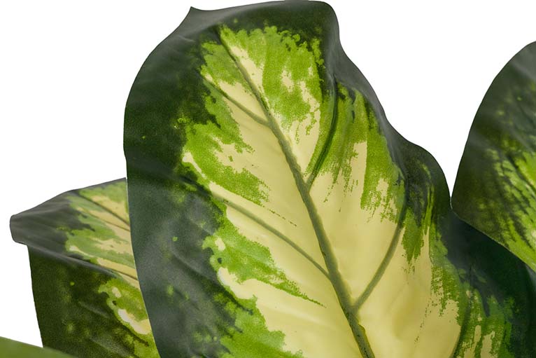 Dieffenbachia Planta pontilhada com maconha 55x55x130cm