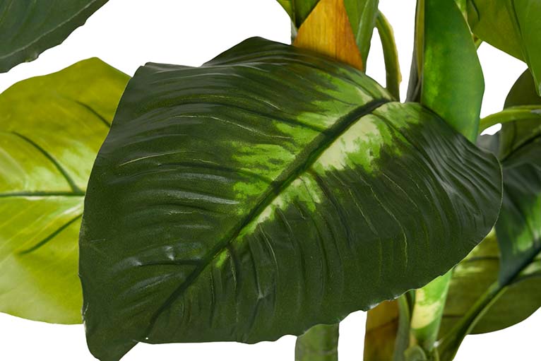 Dieffenbachia Planta pontilhada com maconha 55x55x130cm