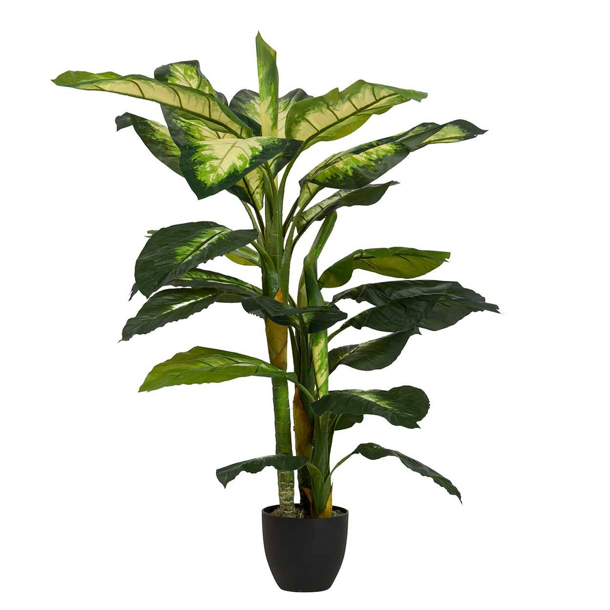Dieffenbachia Planta pontilhada com maconha 55x55x130cm