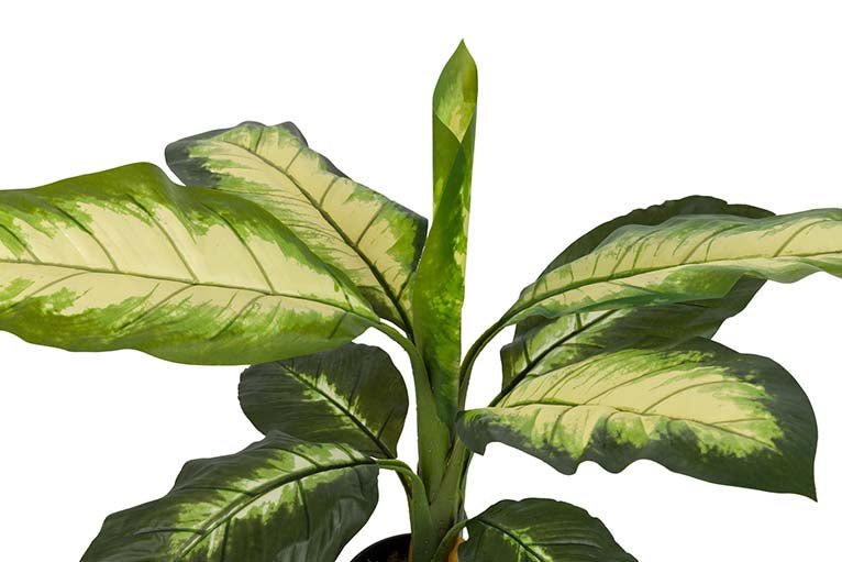 Dieffenbachia pontilhado com pote de 60x60x90 cm