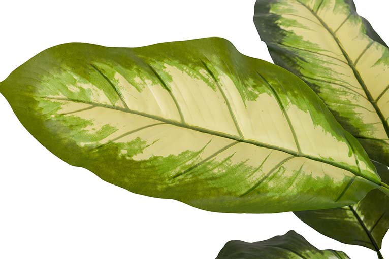 Dieffenbachia pontilhado com pote de 60x60x90 cm