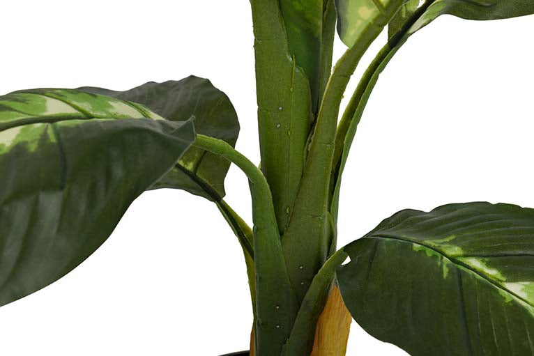 Dieffenbachia pontilhado com pote de 60x60x90 cm