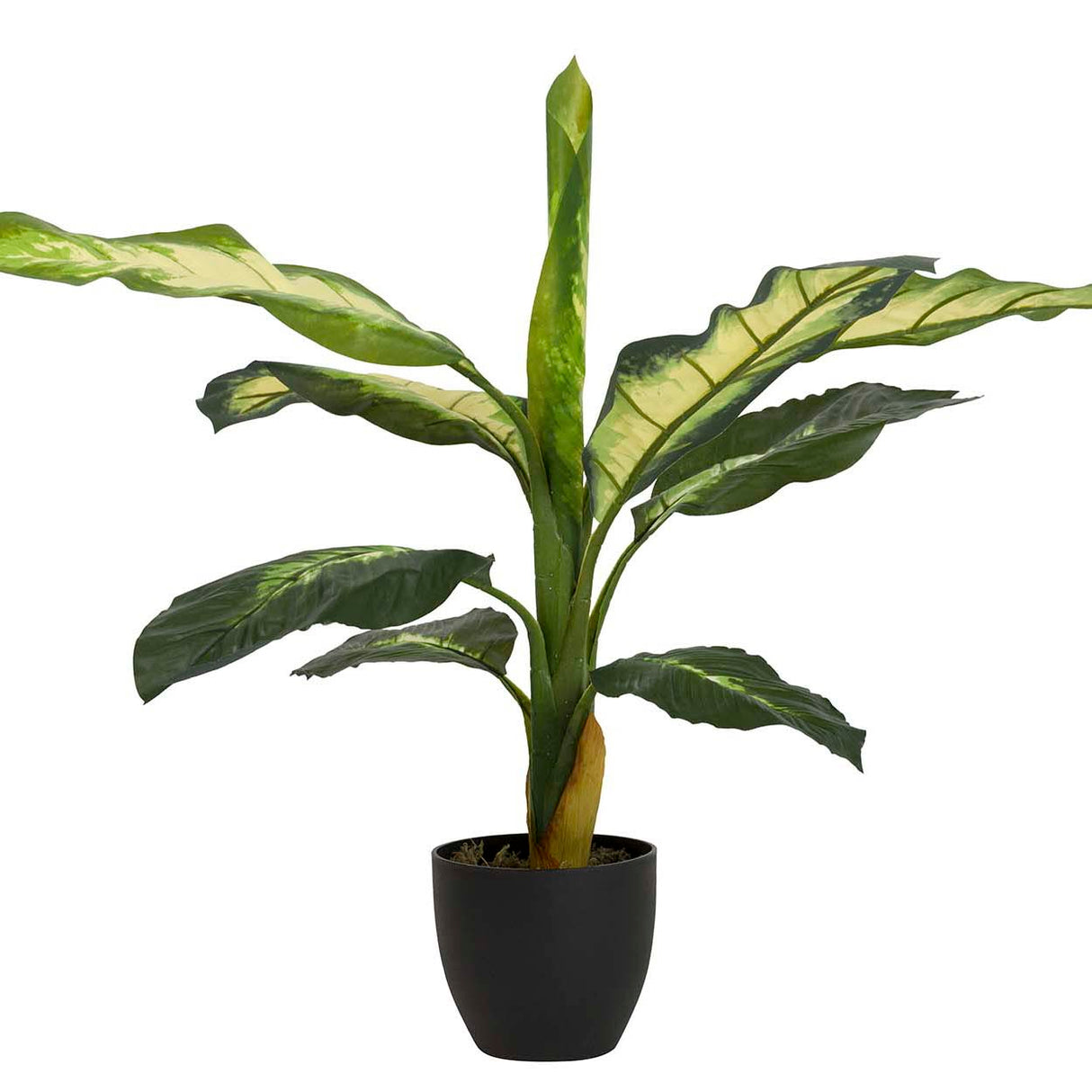 Dieffenbachia pontilhado com pote de 60x60x90 cm
