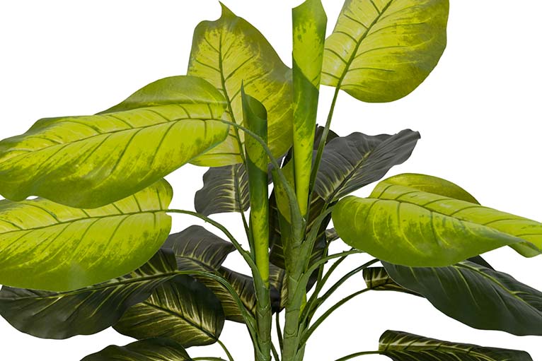 Planta Dieffenbachia com pote de 60x60x100 cm