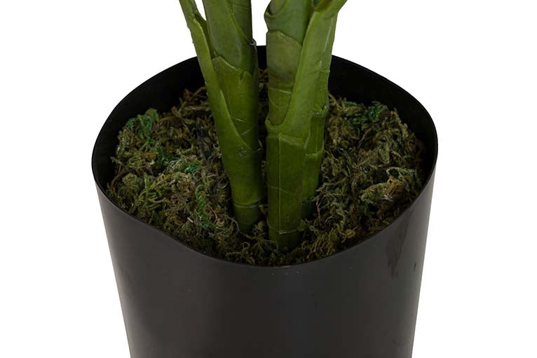 Planta Dieffenbachia com pote de 60x60x100 cm