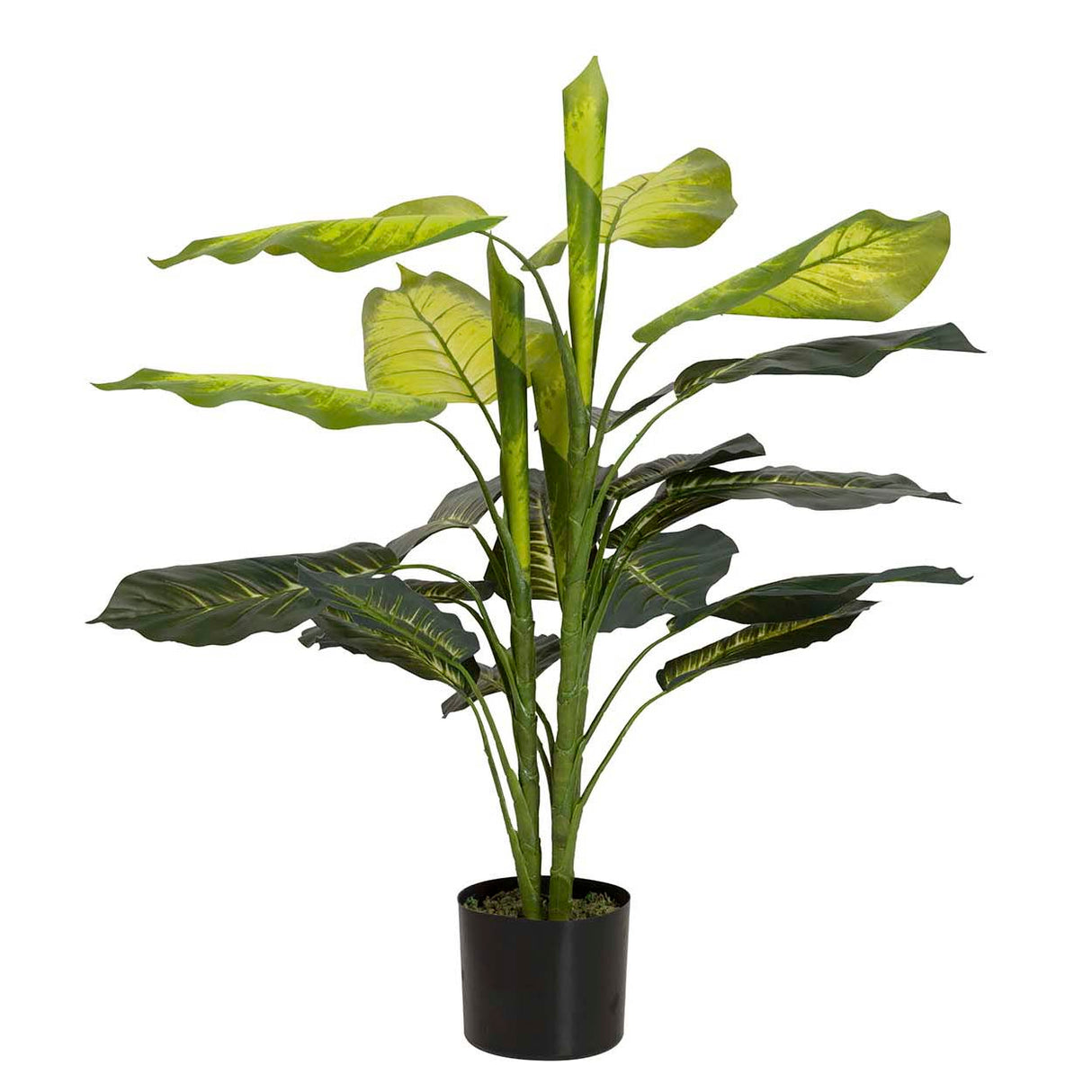 Planta Dieffenbachia com pote de 60x60x100 cm