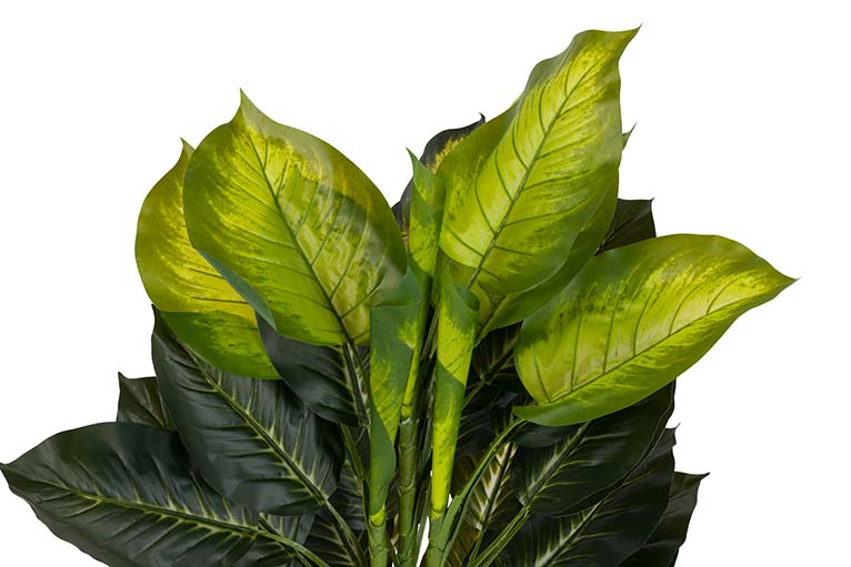 Planta Dieffenbachia com 65x65x113 cm