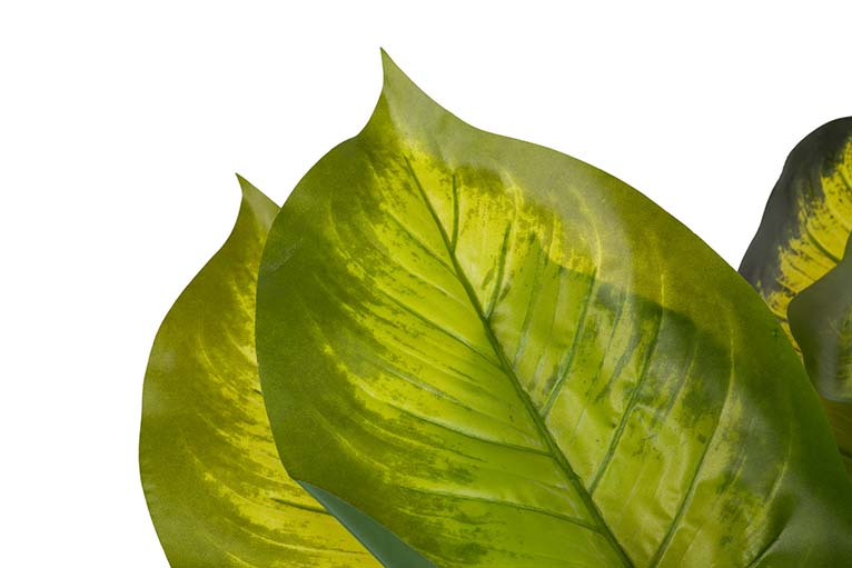 Planta Dieffenbachia com 65x65x113 cm