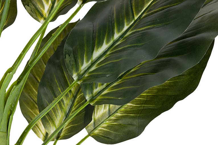 Planta Dieffenbachia com 65x65x113 cm