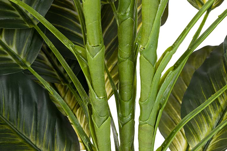 Planta Dieffenbachia com 65x65x113 cm