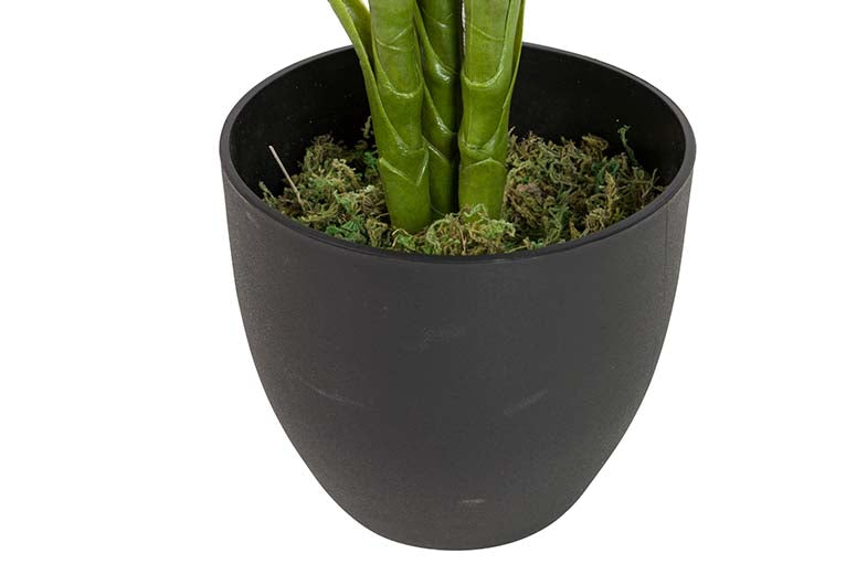 Planta Dieffenbachia com 65x65x113 cm