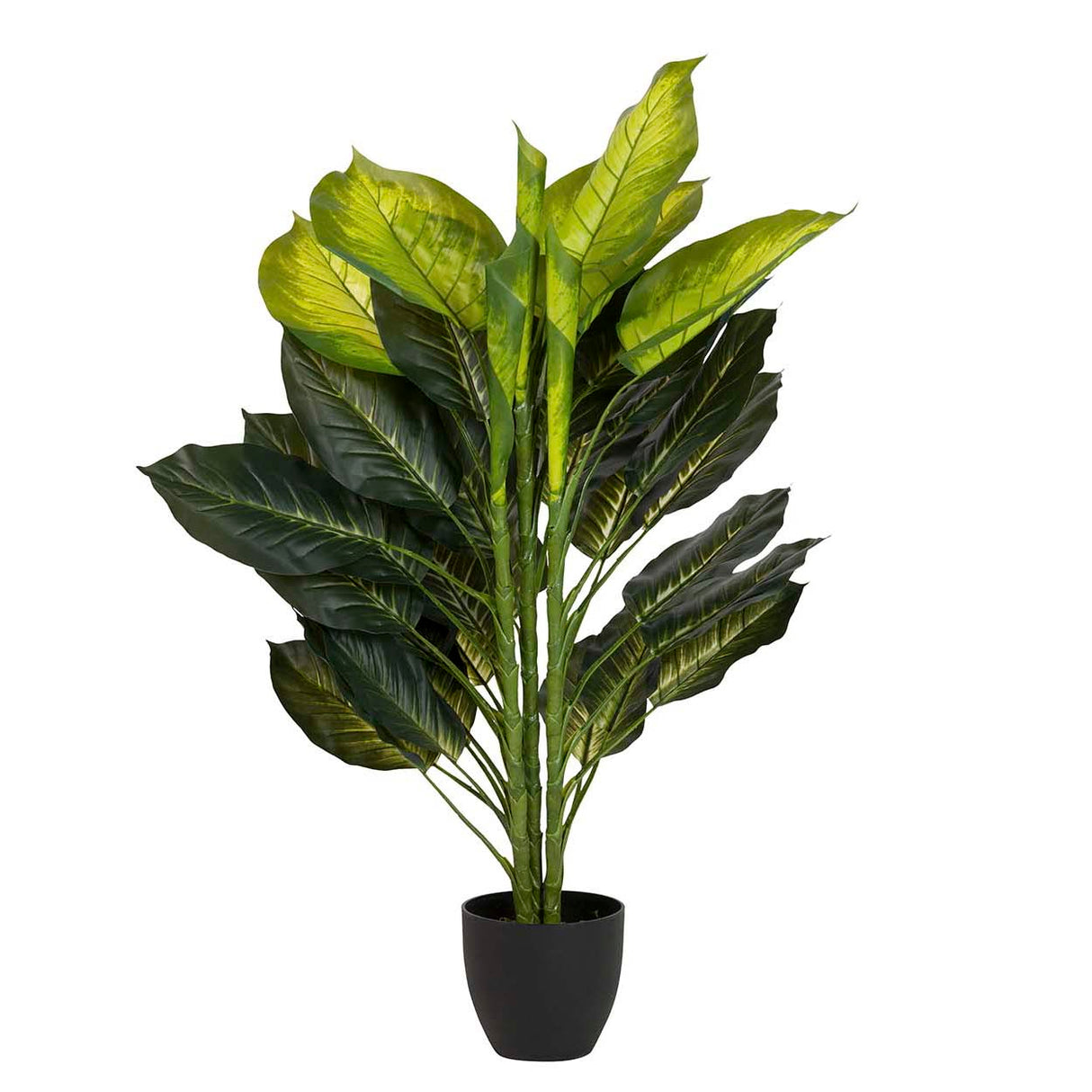Planta Dieffenbachia com 65x65x113 cm