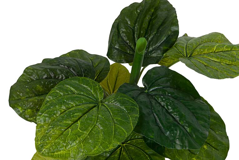 Planta de lótus com pote de 65x65x65 cm