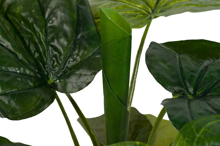 Planta de lótus com pote de 65x65x65 cm