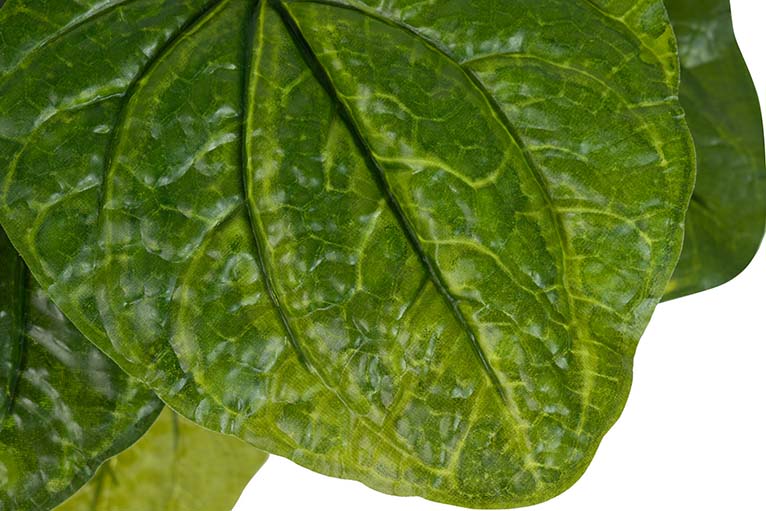 Planta de lótus com pote de 65x65x65 cm