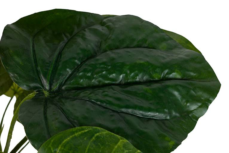 Planta de lótus com pote de 65x65x65 cm