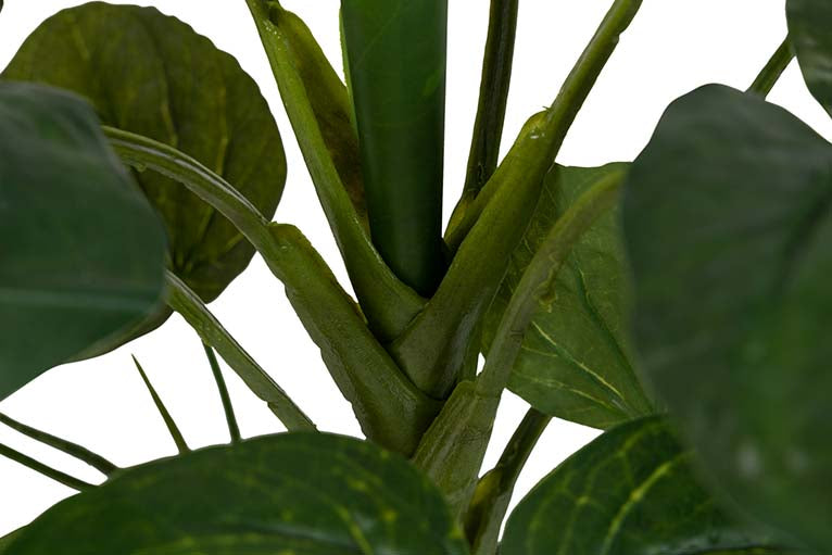 Planta de lótus com pote de 65x65x65 cm