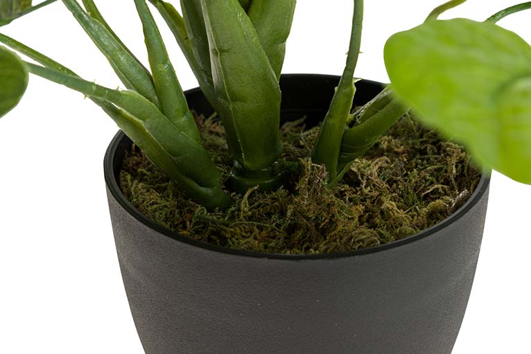 Planta de lótus com pote de 65x65x65 cm