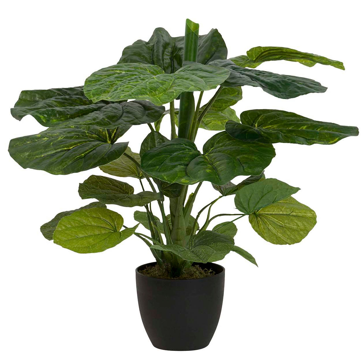 Planta de lótus com pote de 65x65x65 cm