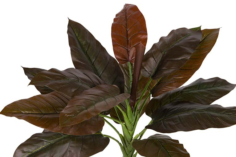 Planta Cordyline com pote de 55x55x75