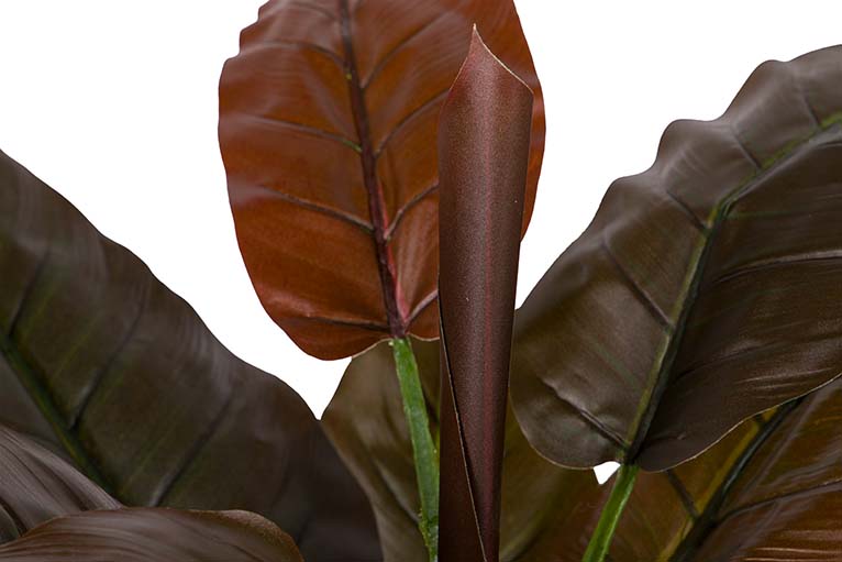 Planta Cordyline com pote de 55x55x75