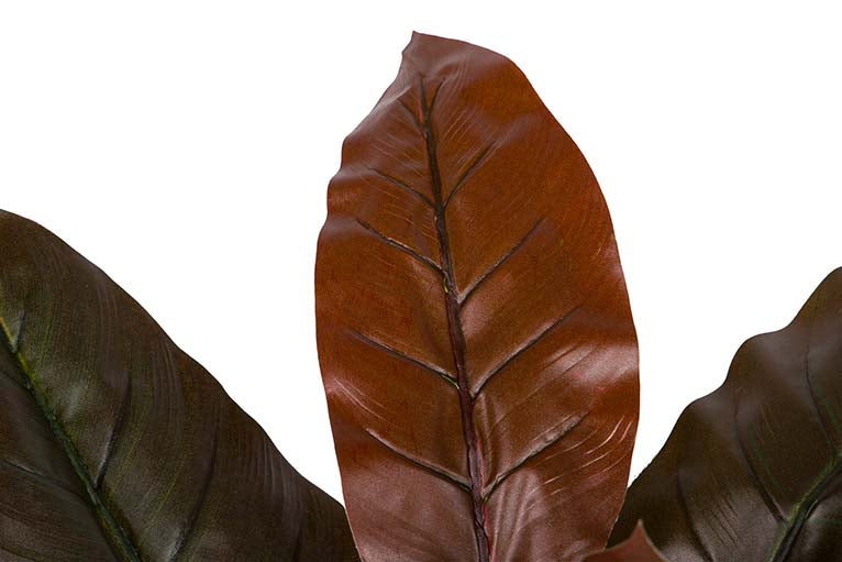 Planta Cordyline com pote de 55x55x75