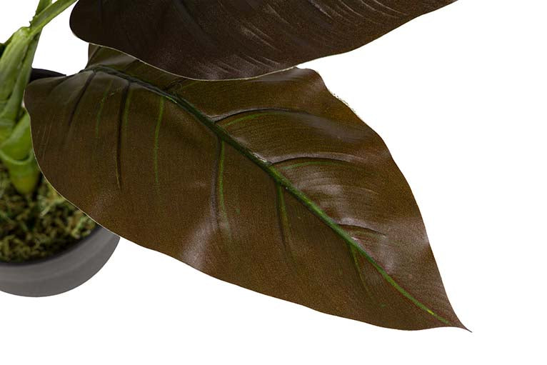 Planta Cordyline com pote de 55x55x75