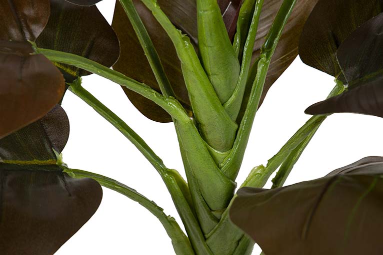 Planta Cordyline com pote de 55x55x75