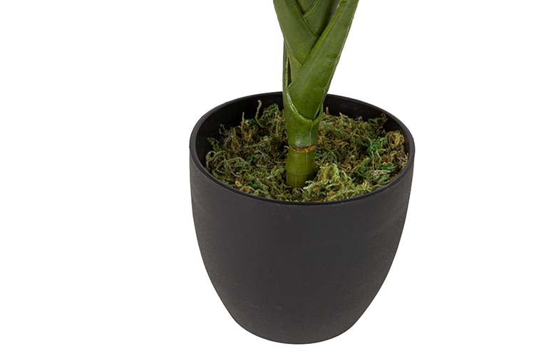 Planta Cordyline com pote de 55x55x75