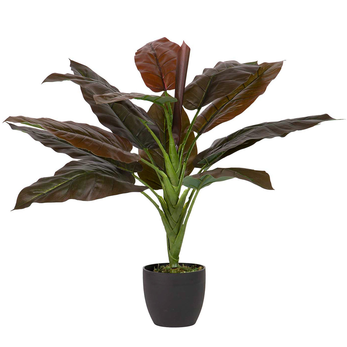 Planta Cordyline com pote de 55x55x75
