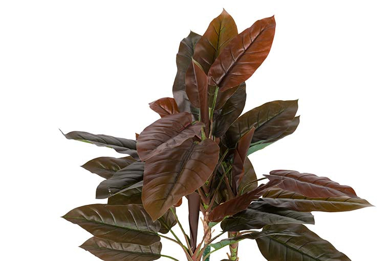 Pianta di cordyline con pentola 80x80x110 cm