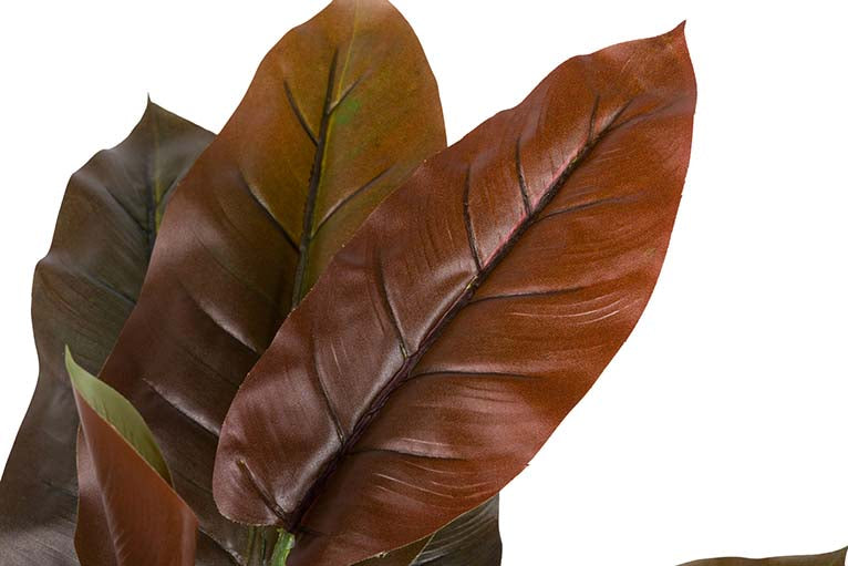 Pianta di cordyline con pentola 80x80x110 cm