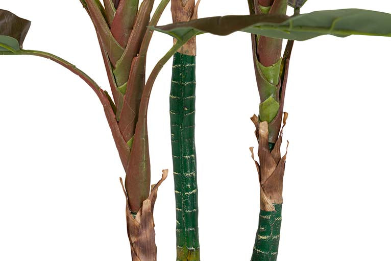 Pianta di cordyline con pentola 80x80x110 cm