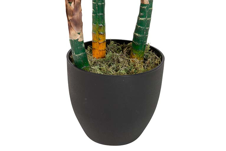 Pianta di cordyline con pentola 80x80x110 cm