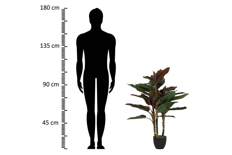 Pianta di cordyline con pentola 80x80x110 cm