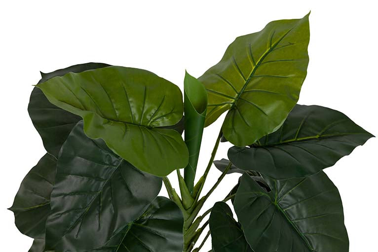Planta de taro com pote de 60x60x75 cm