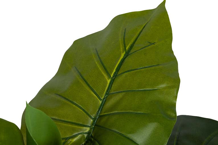 Planta de taro com pote de 60x60x75 cm