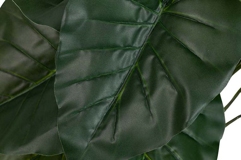 Planta de taro com pote de 60x60x75 cm