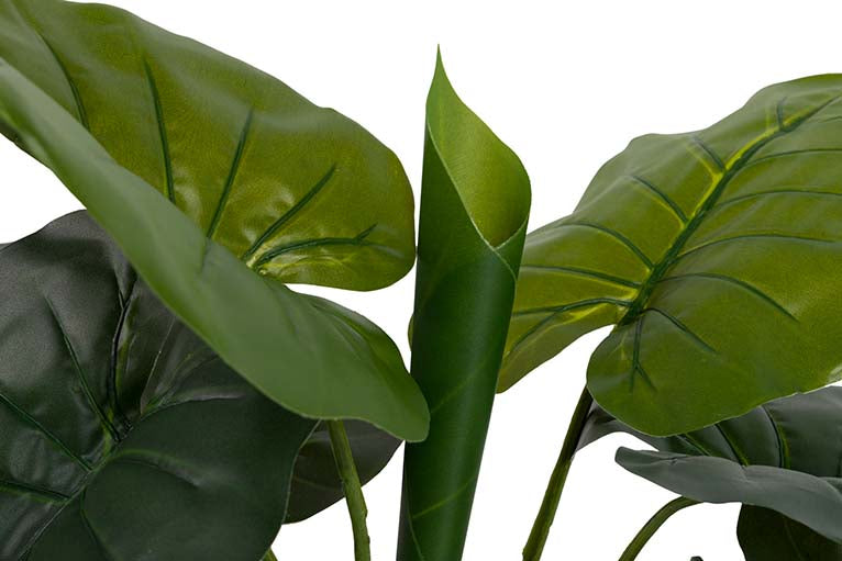 Planta de taro com pote de 60x60x75 cm