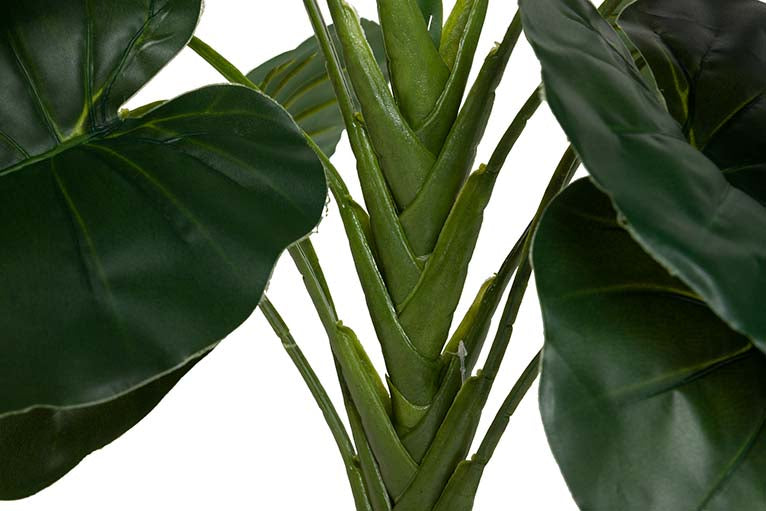 Planta de taro com pote de 60x60x75 cm