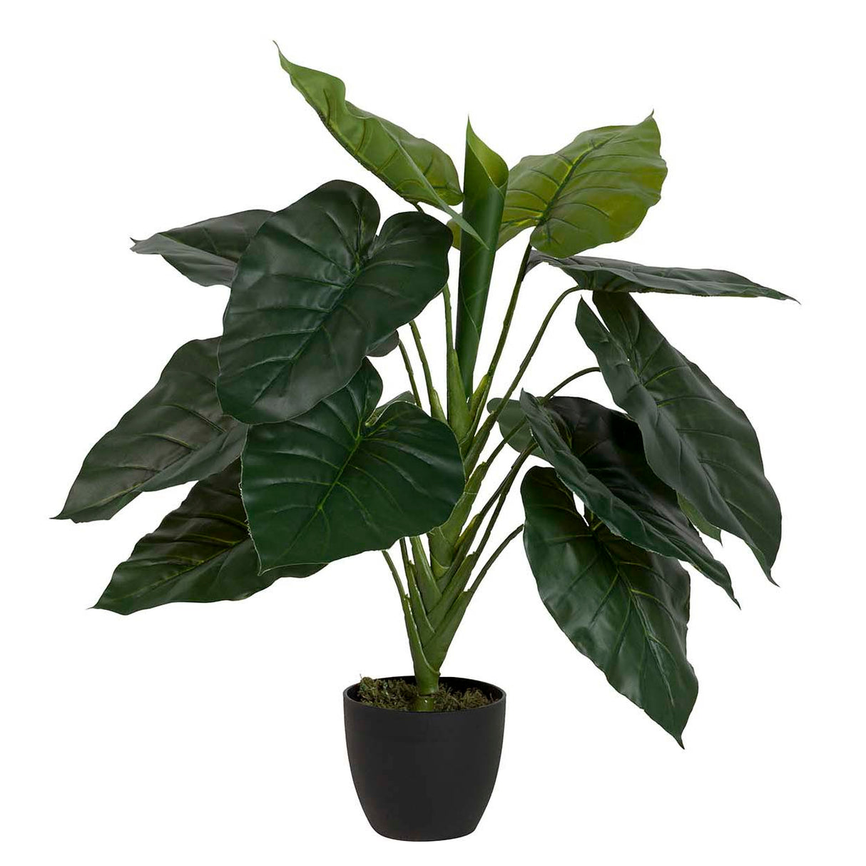 Planta de taro com pote de 60x60x75 cm