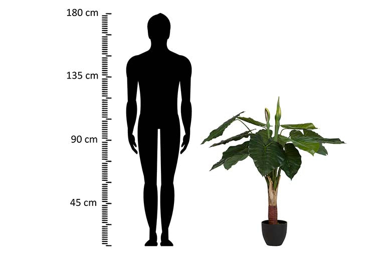 Pianta di taro con pentola da 95x95x120 cm