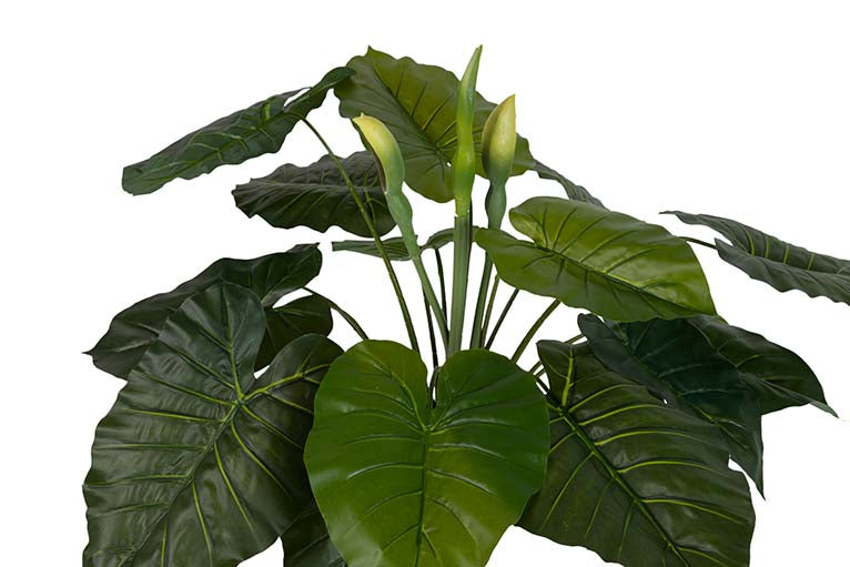 Pianta di taro con pentola da 95x95x120 cm