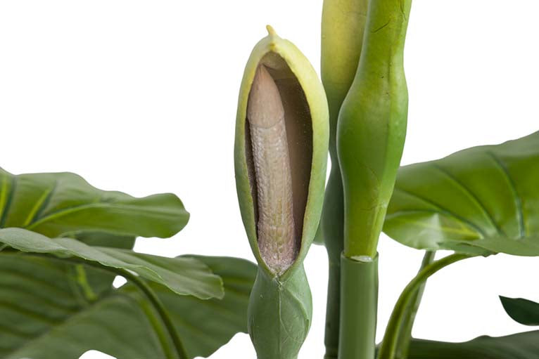 Pianta di taro con pentola da 95x95x120 cm