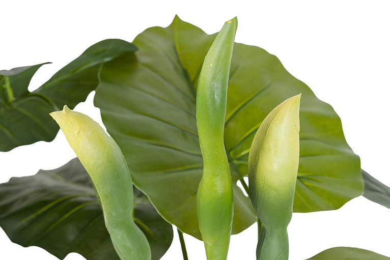 Pianta di taro con pentola da 95x95x120 cm