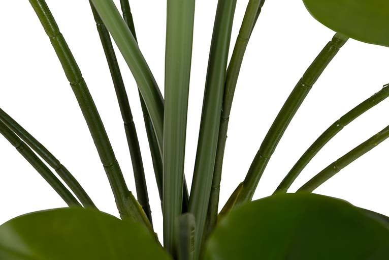 Pianta di taro con pentola da 95x95x120 cm