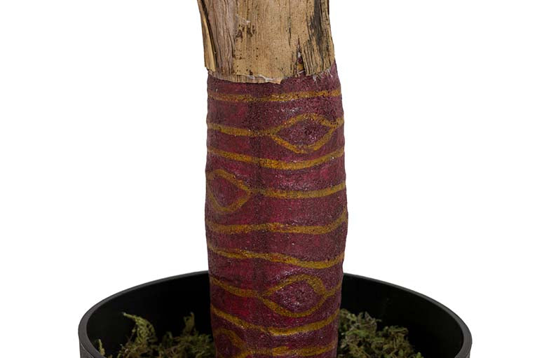 Pianta di taro con pentola da 95x95x120 cm